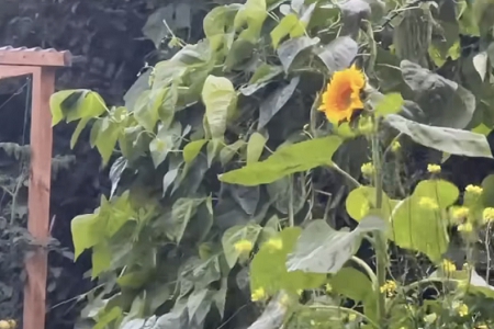 网上公司起名大全