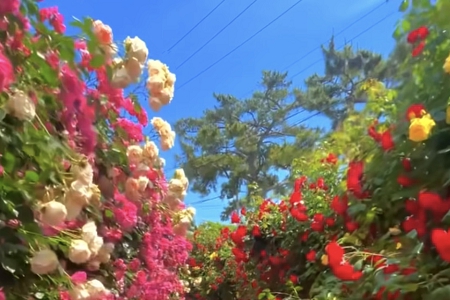 ��֯��˾����