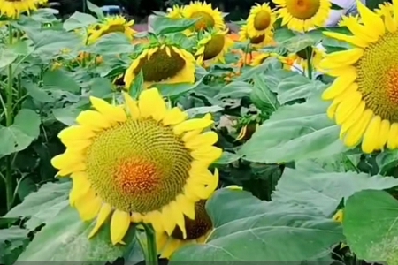 ע�ṫ˾ʲô���ִ�ȫ