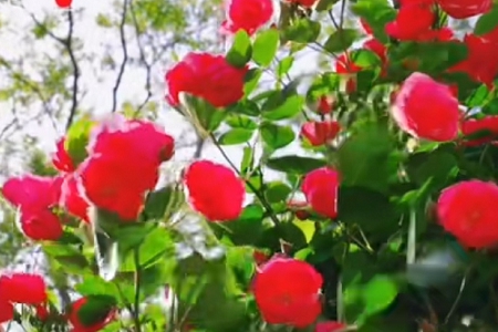 ���Ĺ�˾���ִ�ȫ