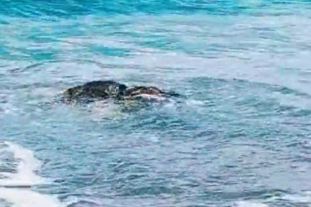 ������˾����